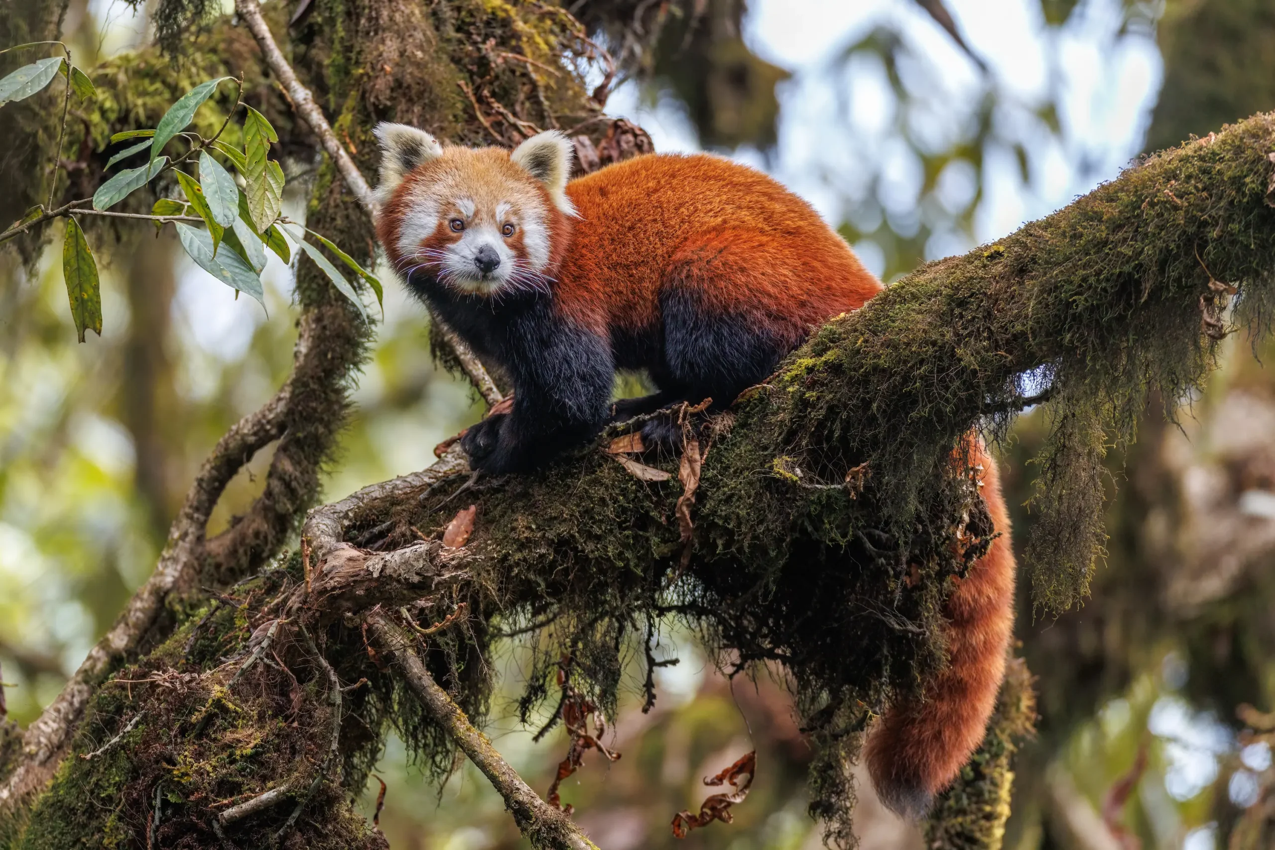 You are currently viewing What Your Red Panda Expedition Leader Knows About the Forest That No Map Can Show