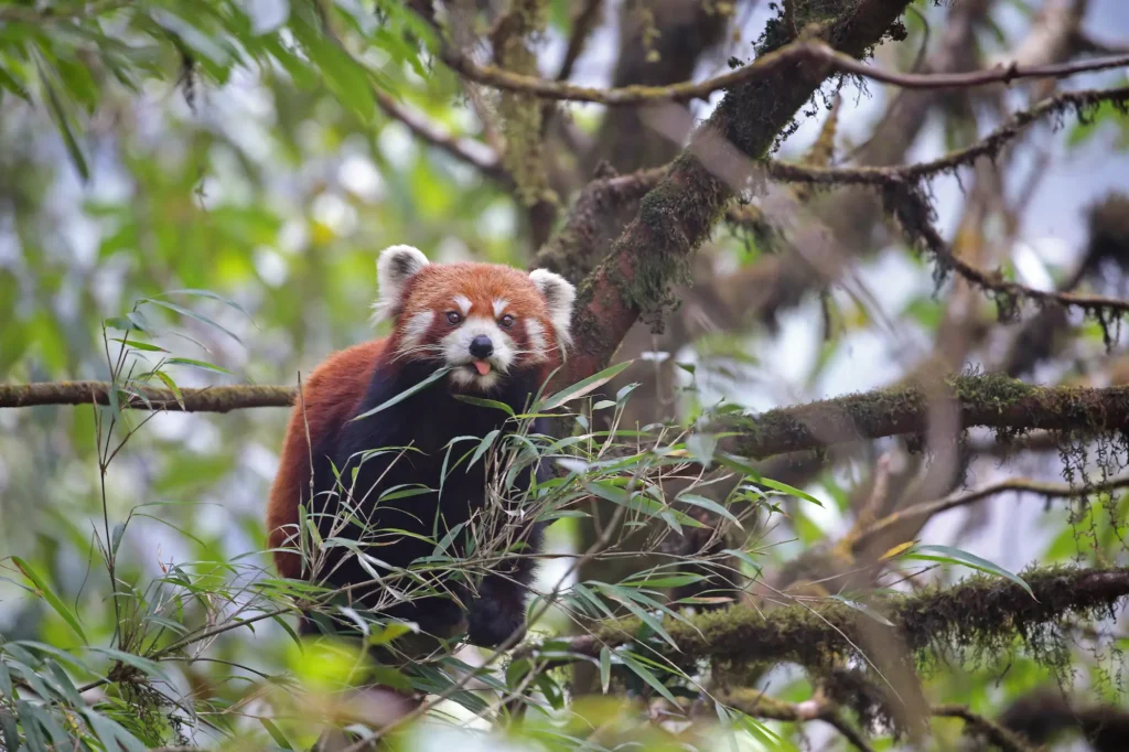 A red panda sitting peacefully on a tree branch surrounded by thick trees