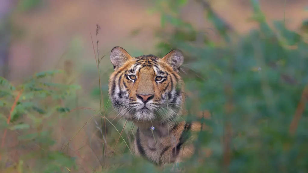A strong Bengal tiger walking out of tall grass with warm morning light.