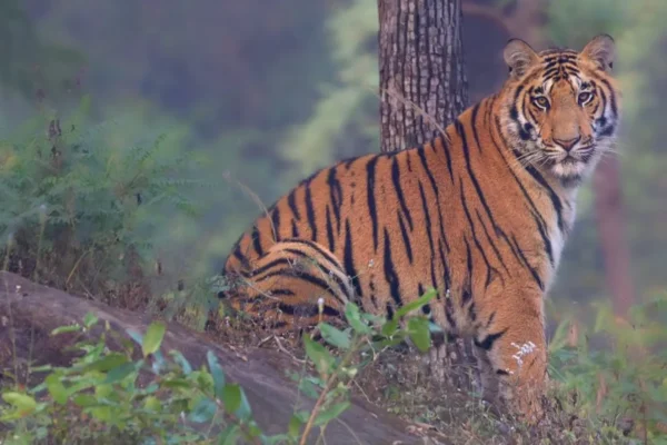 Big Cats of India: Plan Your Ultimate Wildlife Expedition