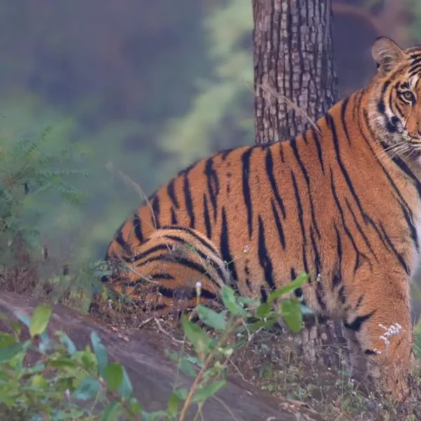 SATPURA EXPLORER
