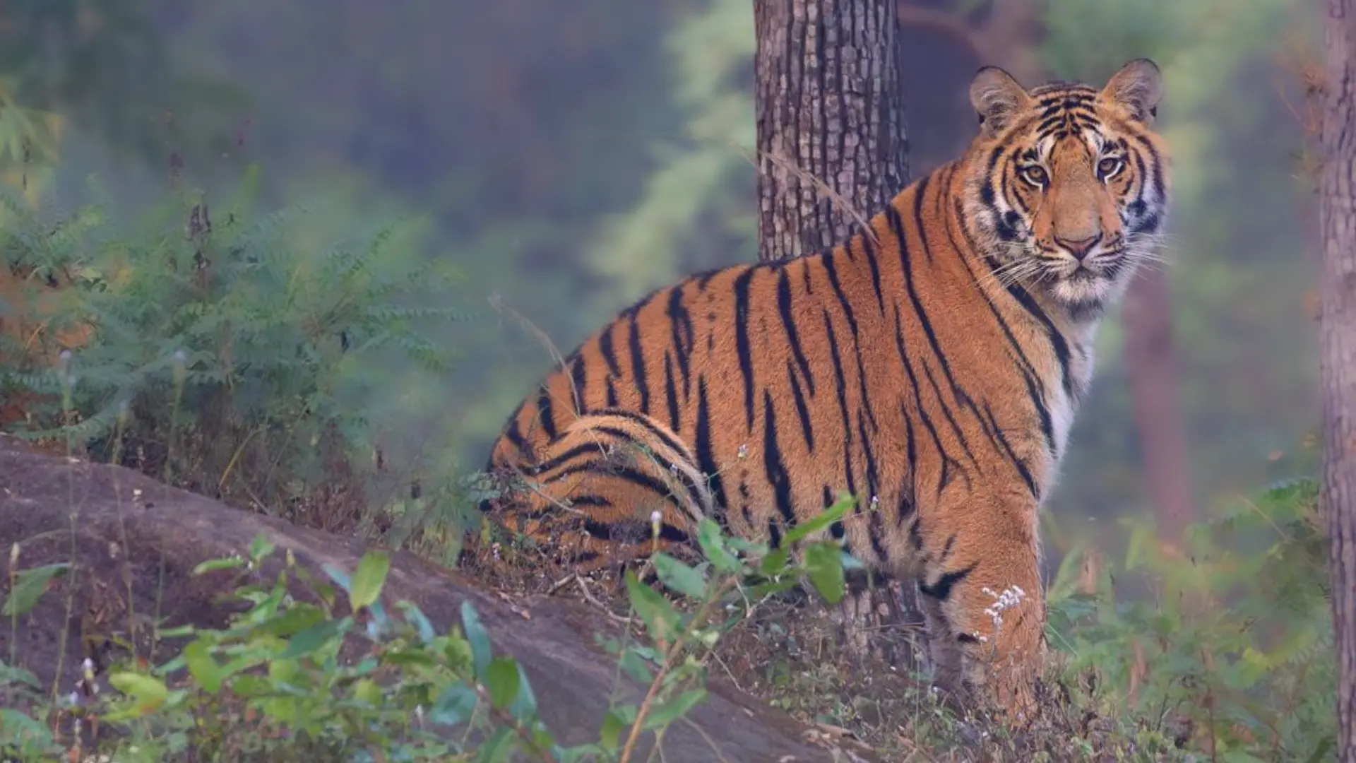 You are currently viewing Big Cats of India: Plan Your Ultimate Wildlife Expedition